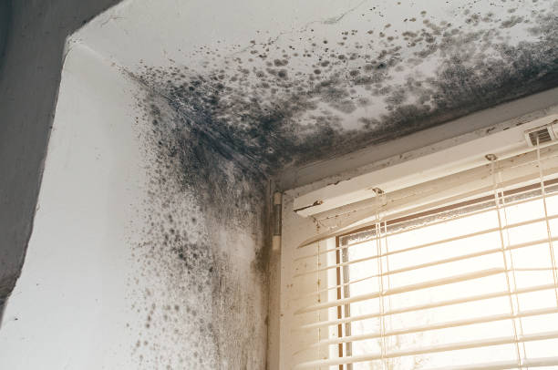 Affordable Mold Cleanup solutions in Zarephath, NJ